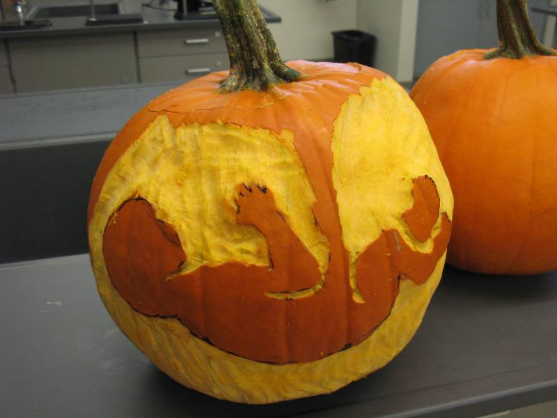 anatomical heart pumpkin carving